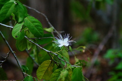Cynophalla verrucosa