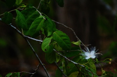 Cynophalla verrucosa