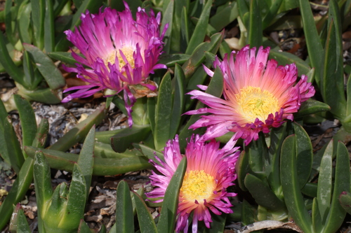 Carpobrotus aequilaterus, 2026-09-22