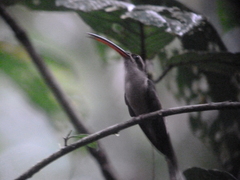 Phaethornis malaris