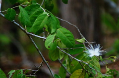 Cynophalla verrucosa