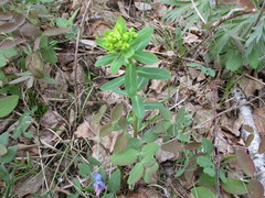 Euphorbia jenisseiensis
