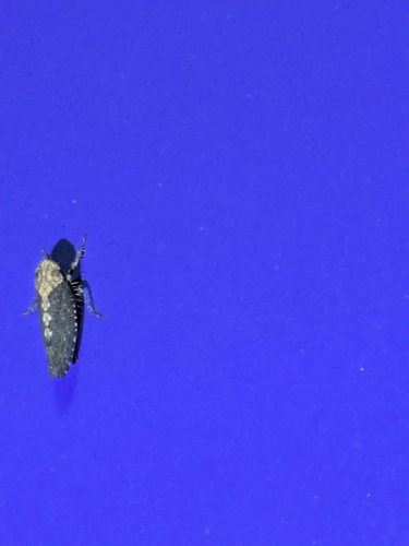 Excultanus excultus