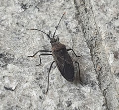 Hygia lativentris