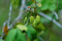 Cynophalla verrucosa