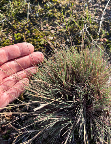 Corynephorus canescens, photograph 2