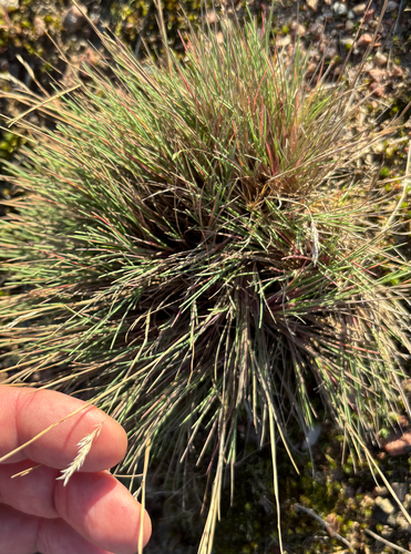 Corynephorus canescens, photograph 3