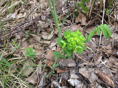 Euphorbia jenisseiensis