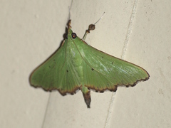 Parotis suralis