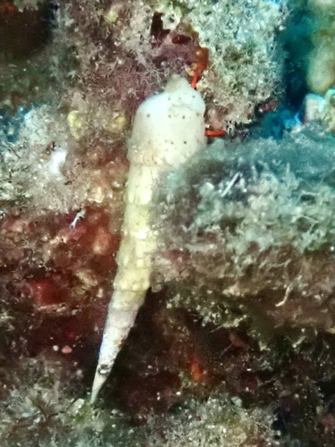 Oxymeris crenulata observed 2026-09-19