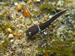 Paramesotriton hongkongensis