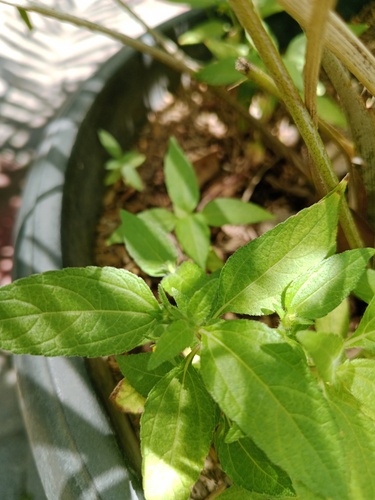 Eleutheranthera ruderalis observed 2026-09-22