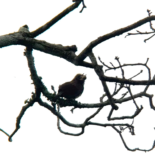 Bristle-nosed Barbet