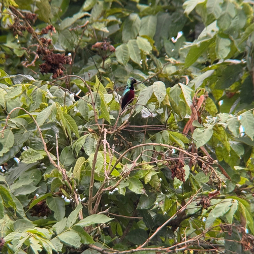 Superb Sunbird