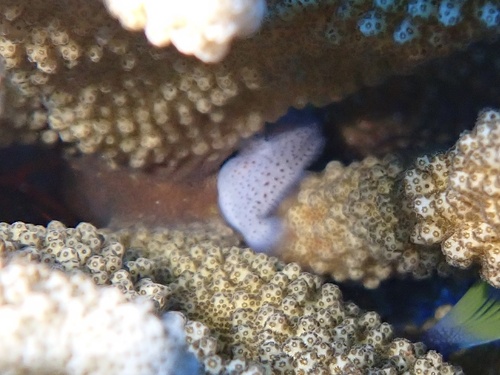 Caracanthus maculatus observed 2026-09-19