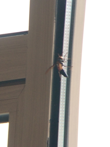 Southern Giant Hornet
