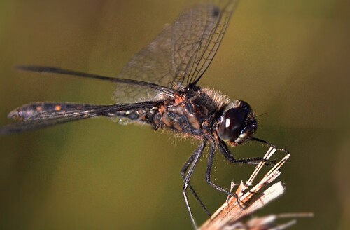 Black Meadowhawk