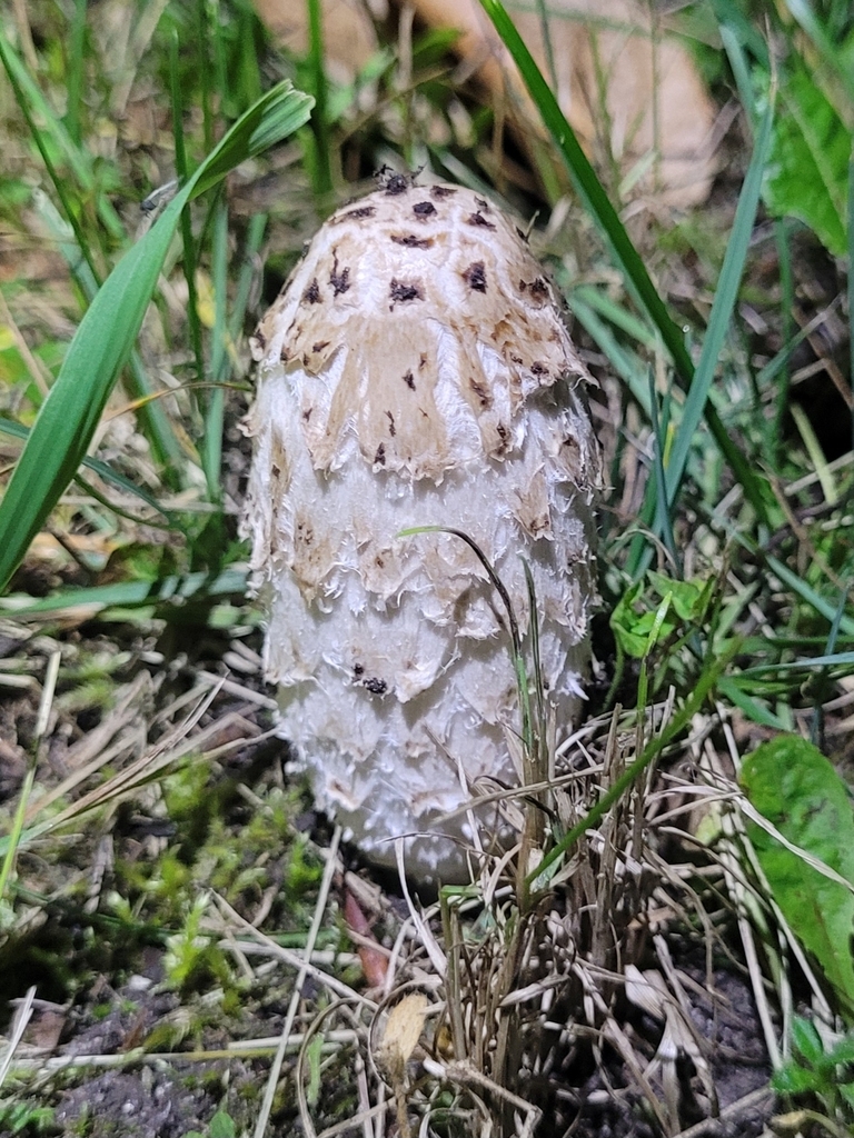 Shaggy Mane · September 2026 · photo: Photo: (c) Robyn Perkins, some rights reserved (CC BY) · iNaturalist