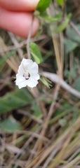 Ipomoea plebeia