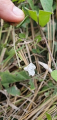 Ipomoea plebeia