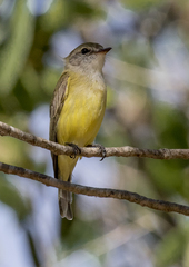 Microeca flavigaster