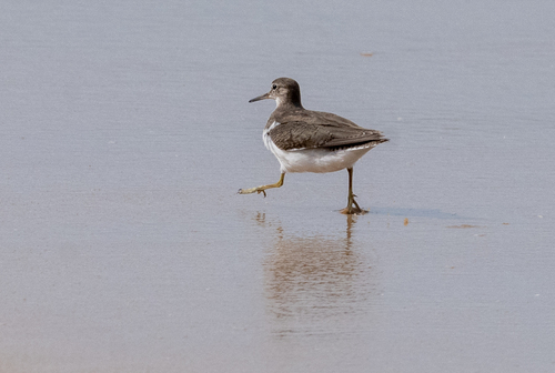 Common Sandpiper