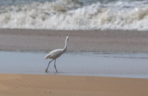 Little Egret