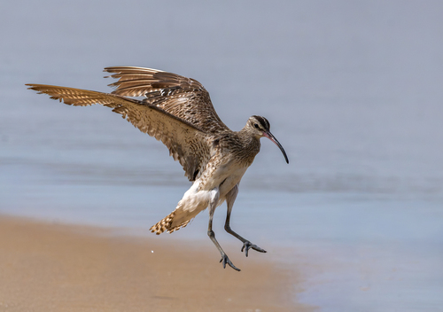 Eurasian Whimbrel