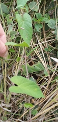 Ipomoea plebeia