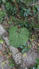 Petasites hybridus
