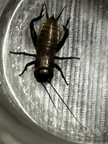 European Field Cricket
