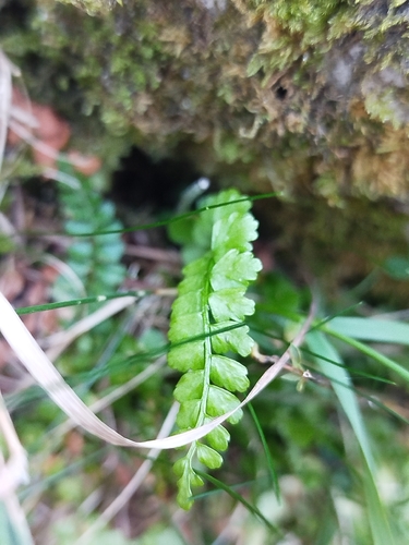 green spleenwort