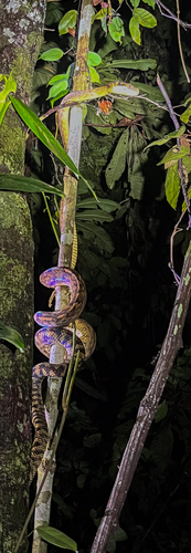 Simalia amethistina