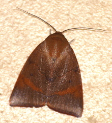 Carea unipunctata