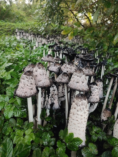 Shaggy Mane