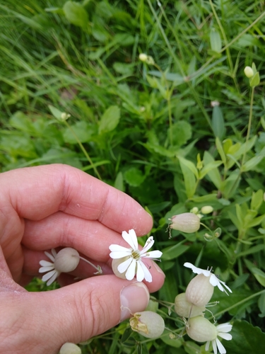 bladder campion