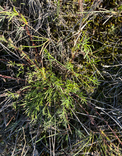 Artemisia campestris, photograph 3