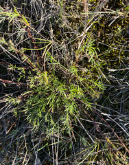 Artemisia campestris, photograph (c) Andreas Schneider, some rights reserved (CC BY)