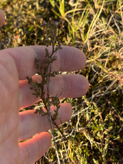 Artemisia campestris, photograph (c) Andreas Schneider, some rights reserved (CC BY)