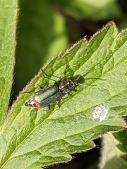 Malachius bipustulatus