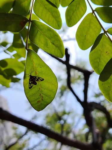 Hübner's Wasp Moth