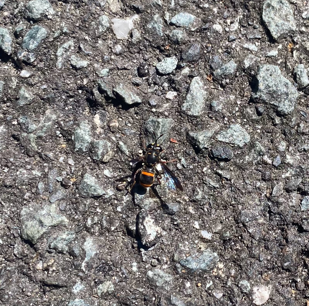 Ceriana picta