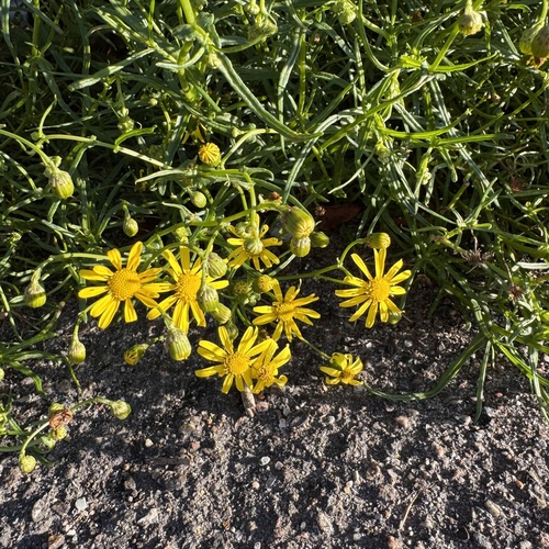 Narrow-leaved Ragwort