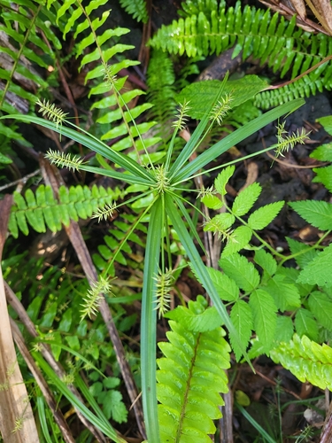 Cyperus meyenianus observed 2026-09-21