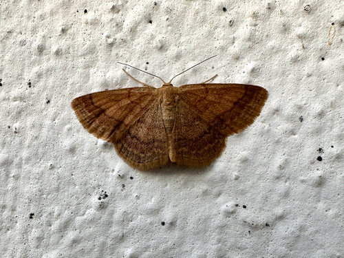 Tawny Wave