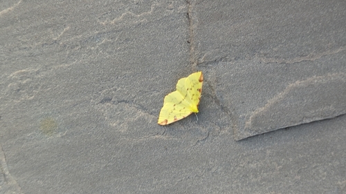 Brimstone Moth