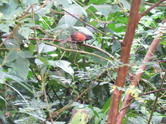 Synallaxis brachyura