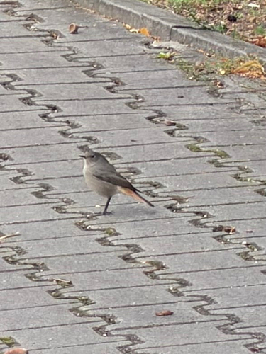 Black Redstart