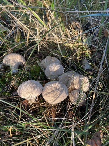 common puffball