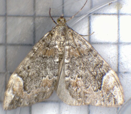 Dark Marbled Carpet